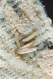 Web Clothes Moth